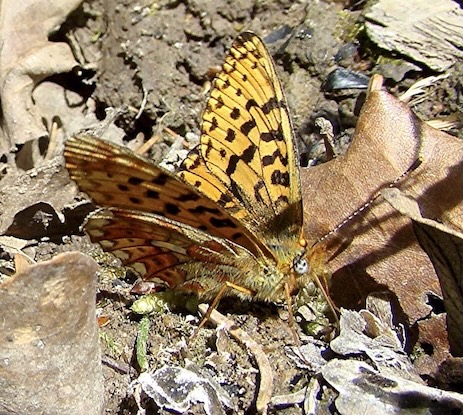pearl-bordered fritillary
